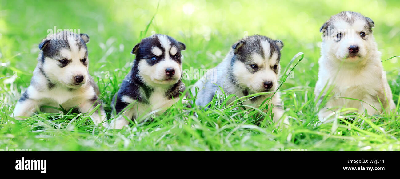 Bebe Husky Banque D Image Et Photos Alamy