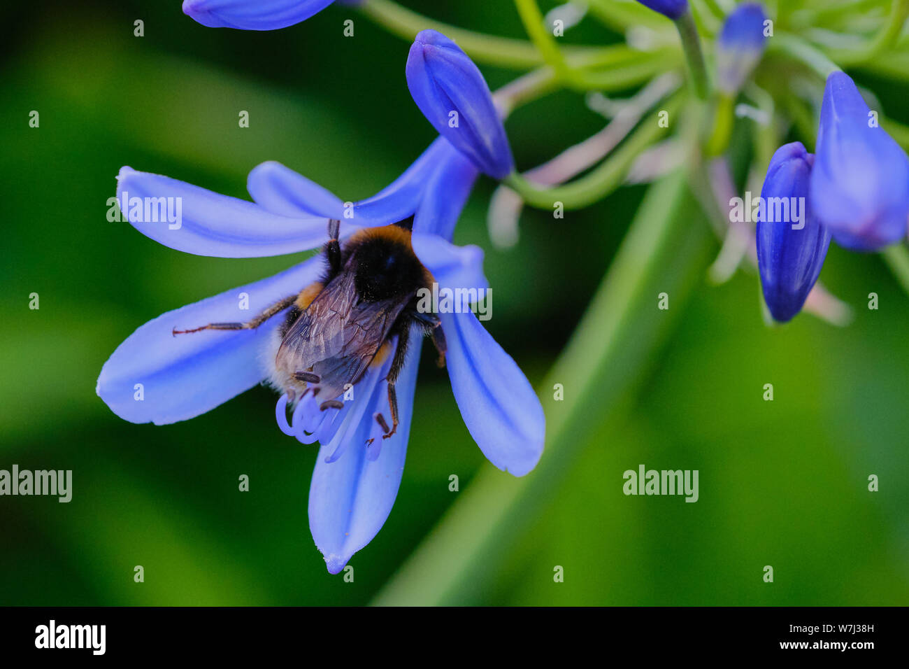 Couleur macro photo d'un bumblebee in a blue lily Banque D'Images