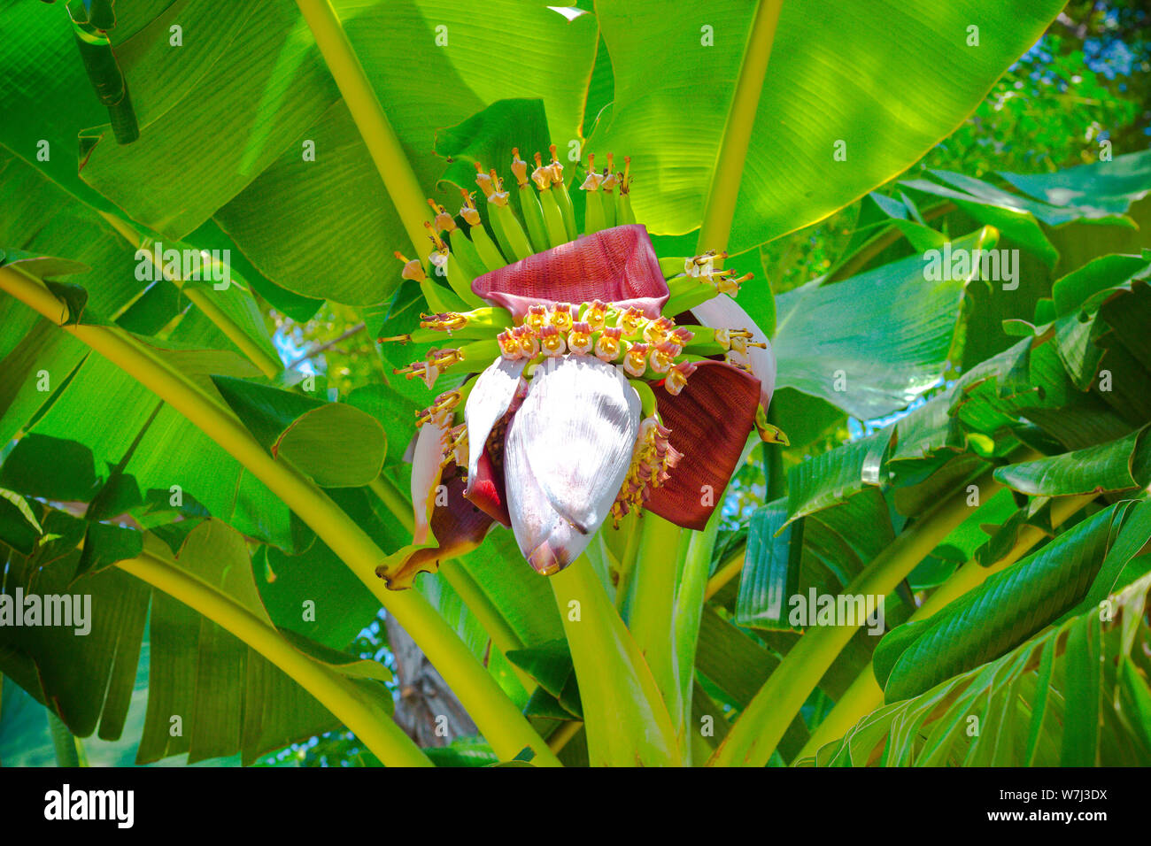 Fleur et fruits verts de banana palm. Les fruits ont tout juste commencé à se développer, ils sont éclairés par le soleil tropical lumineux. Banque D'Images