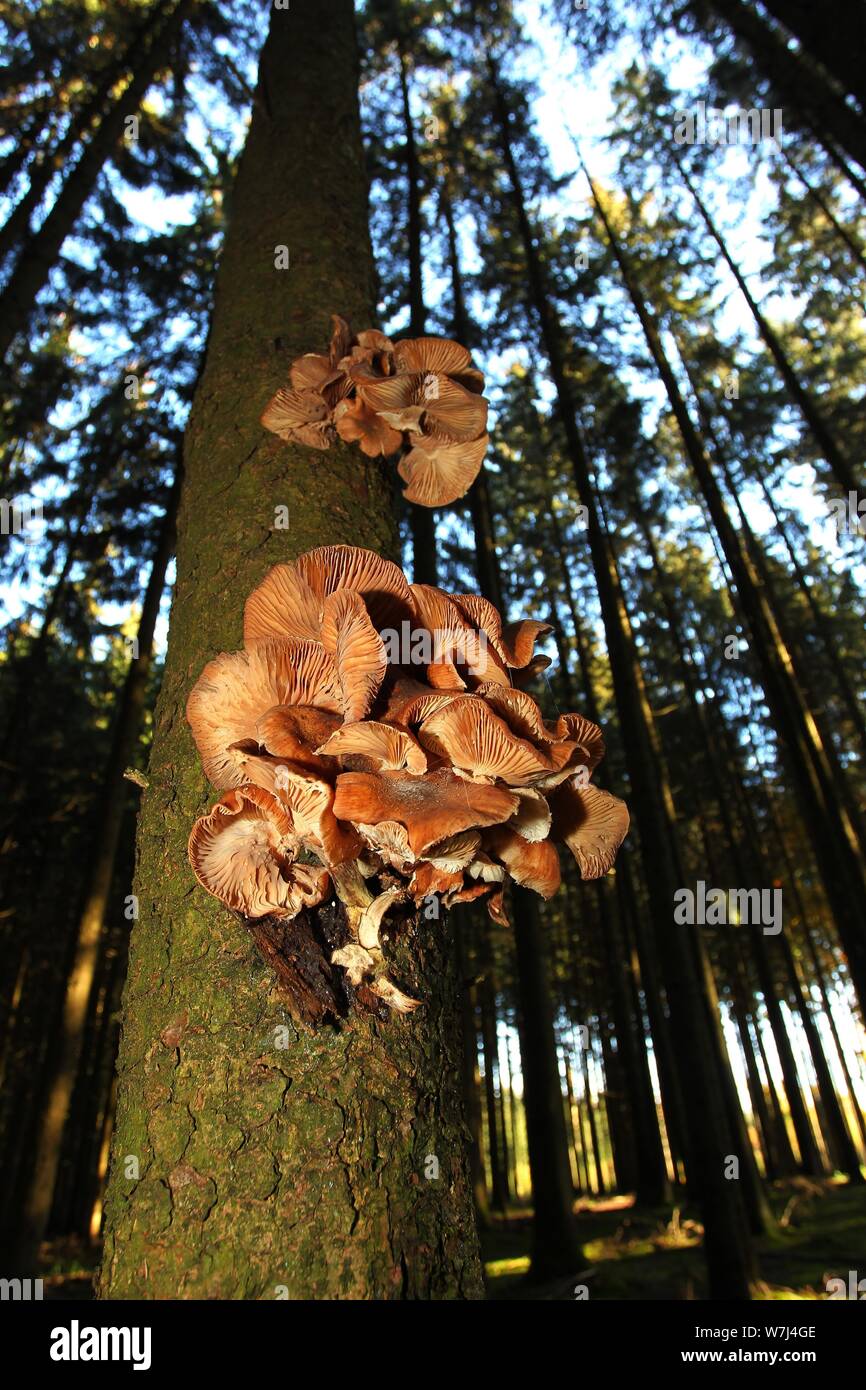 Solidipes l'armillaire (Armillaria ostoyae) pousse sur des malades epicéa (Picea abies), Allgau, Bavière, Allemagne Banque D'Images