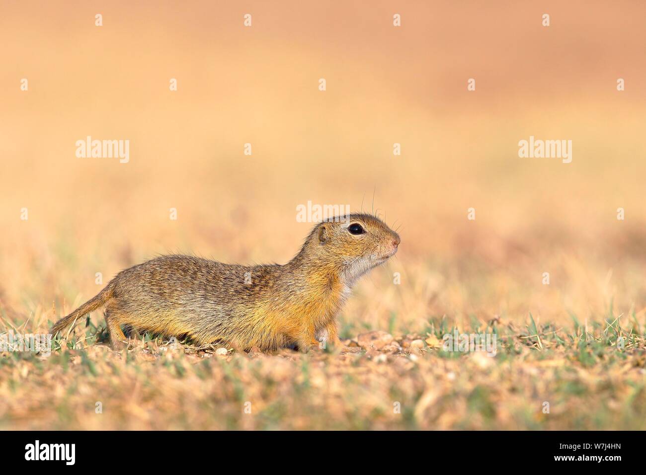 Suslik (Citellus citellus), Parc national du lac de Neusiedl, Seewinkel, Burgenland, Autriche Banque D'Images