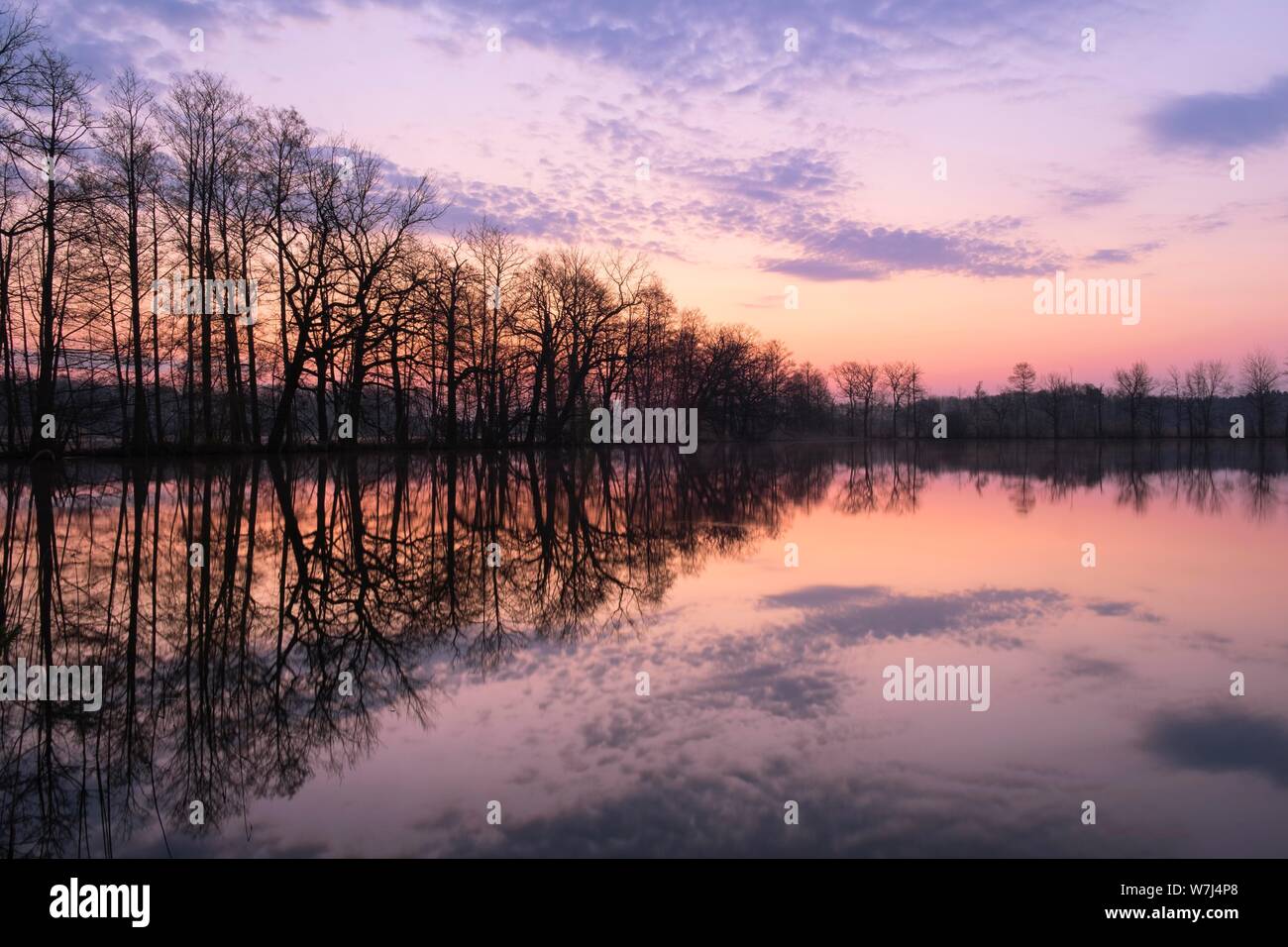 Arbres se reflétant dans l'eau, l'aube à un étang, Heide et réserve de biosphère Oberlausitzer étang paysage, Allemagne Banque D'Images