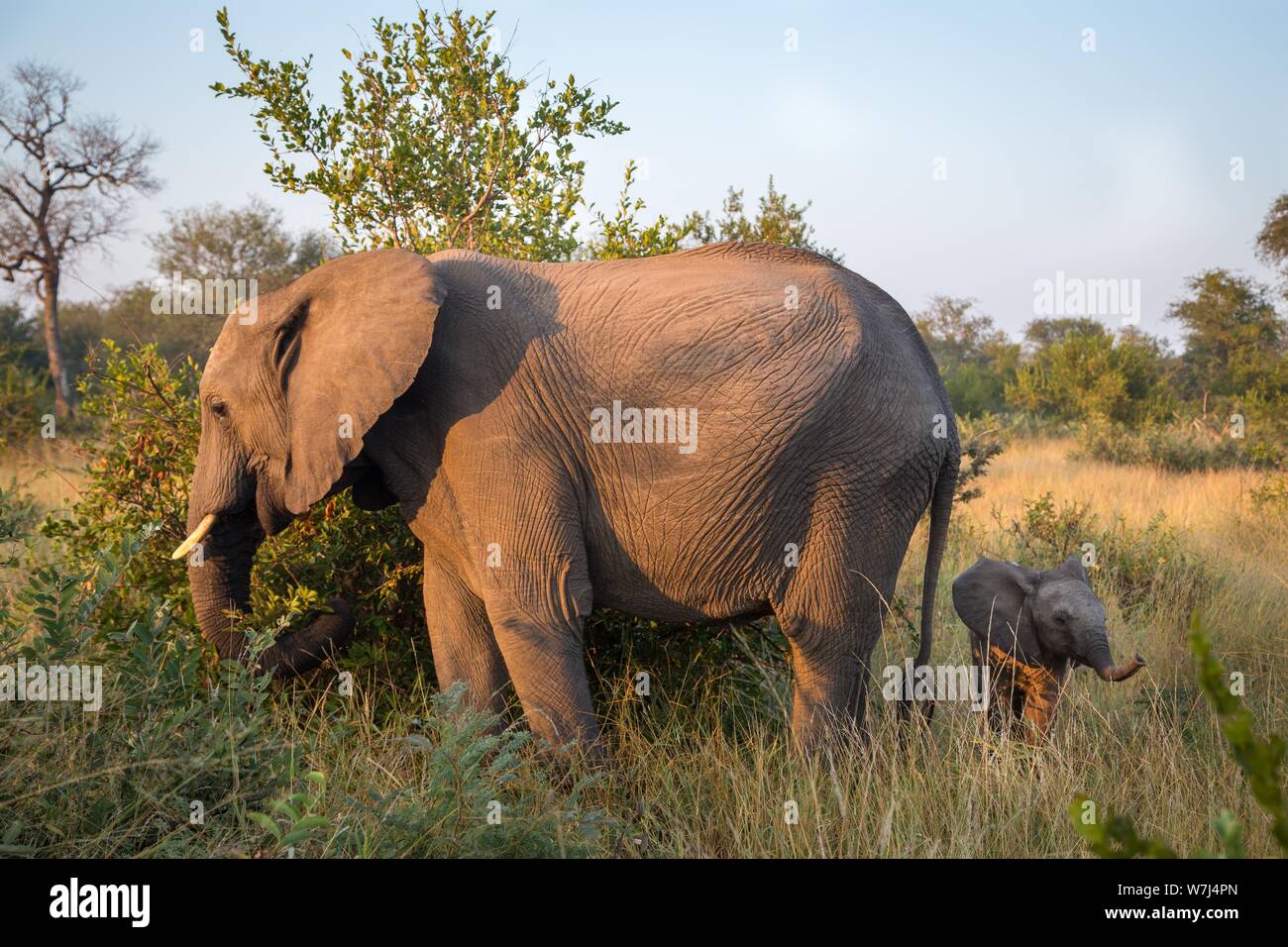Les éléphants d'Afrique (Loxodonta africana), bébé éléphant derrière mère en brousse, Klaserie Nature Reserve, Afrique du Sud Banque D'Images