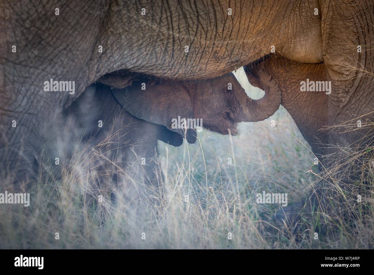 L'éléphant africain (Loxodonta africana), bébé éléphant demande la protection en vertu de mère, réserve naturelle de Klaserie, Afrique du Sud Banque D'Images