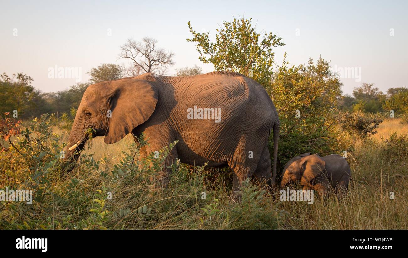 Les éléphants d'Afrique (Loxodonta africana), bébé éléphant derrière mère en brousse, Klaserie Nature Reserve, Afrique du Sud Banque D'Images