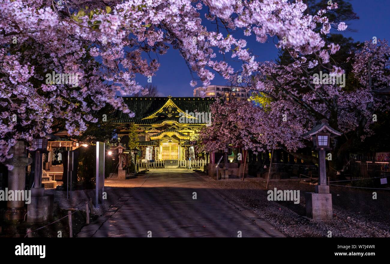 Ueno Toshogu la nuit, cerisiers en fleurs au printemps, le parc Ueno, Taito City, Tokyo, Japon Banque D'Images