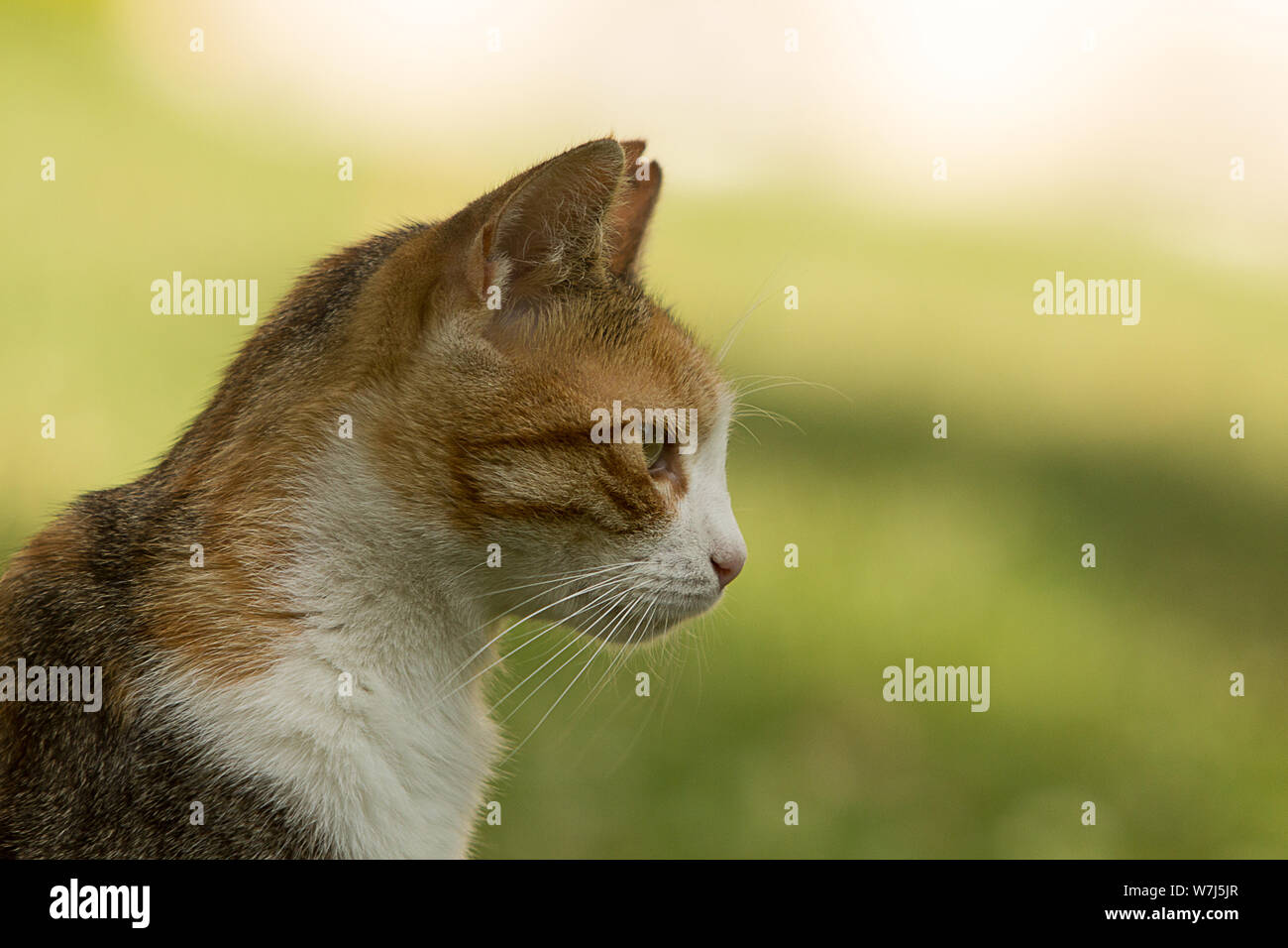 Portrait de profil y compris de cou, d'épaule et de la tête d'un gentil chat calico errants avec une oreille peu, regardant à gauche. Bokeh vert solide fournissant copie Banque D'Images