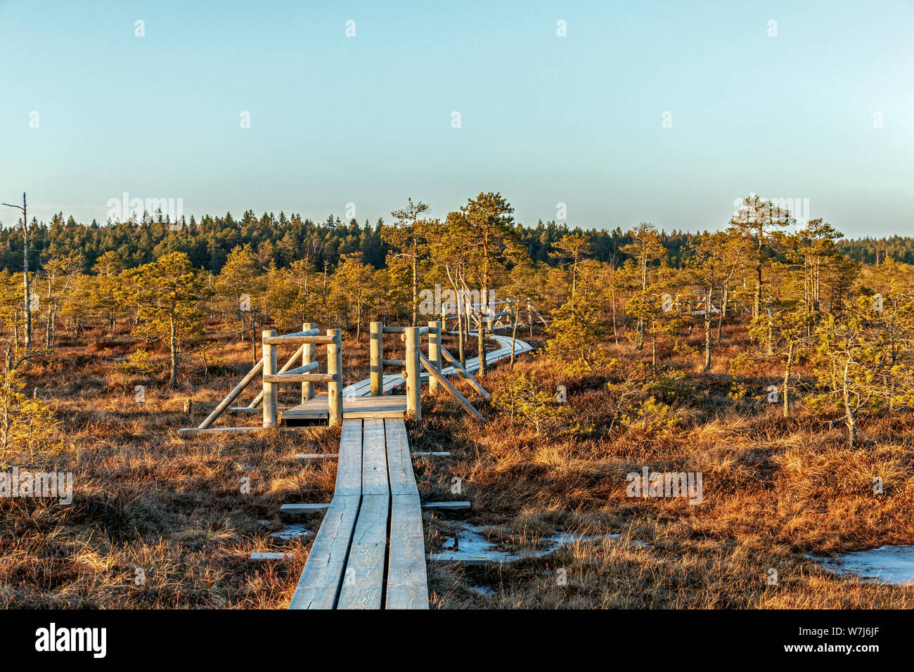 Sentier en bois en marécage à beau soleil du soir à l'heure d'or et de lumière de couleur automne hiver de la flore des tourbières humides Kemeri grand marais Banque D'Images