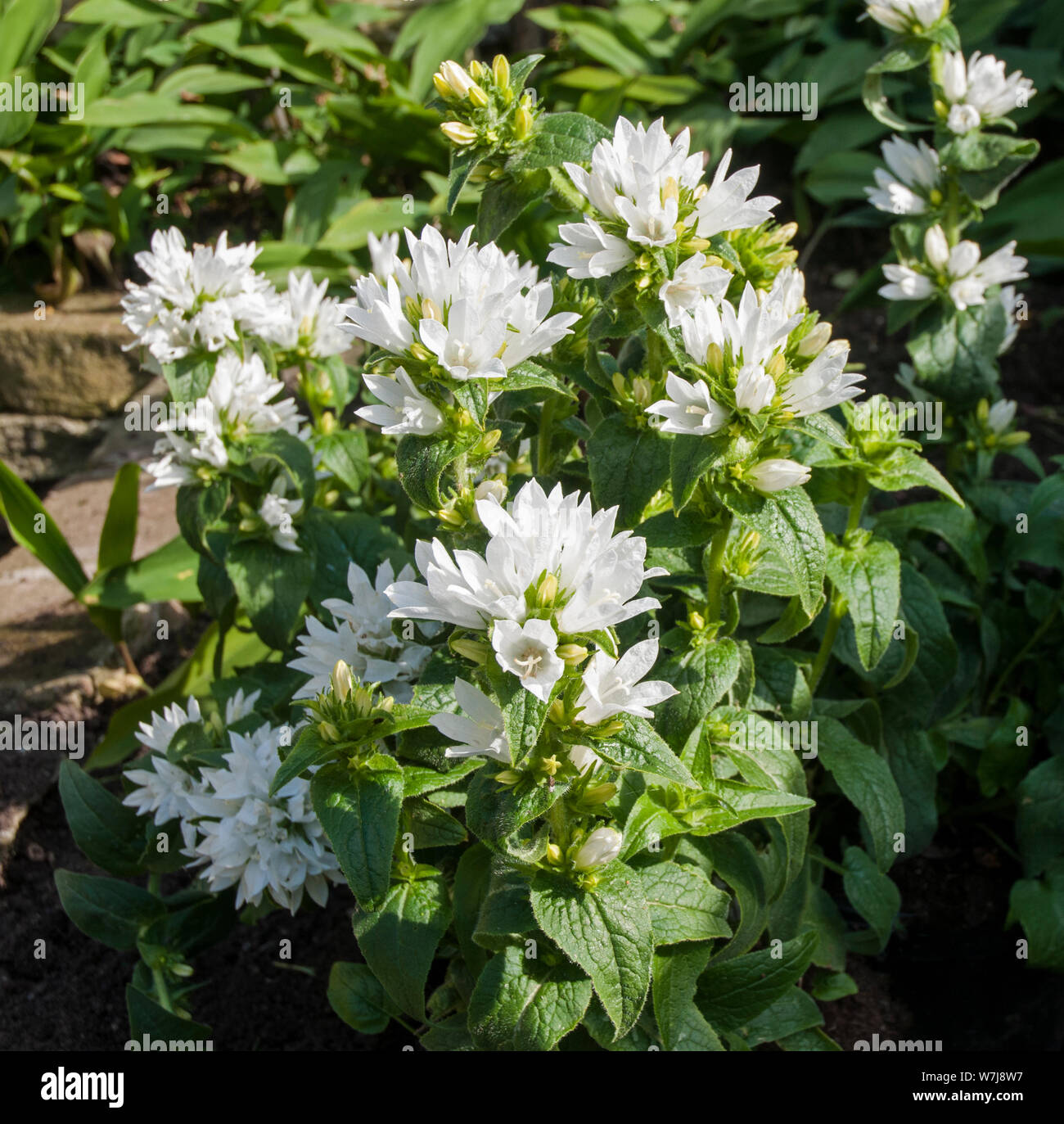 Grappe de fleurs blanches Campanula glomerata une vivace qui est  entièrement hardy et parfois appelé Bellflower en cluster Photo Stock -  Alamy