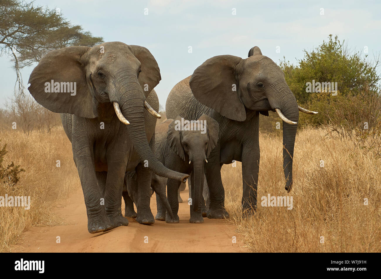 Un petit groupe d'éléphants exigeant leur "droit de passage" sur une route de terre africaine Banque D'Images