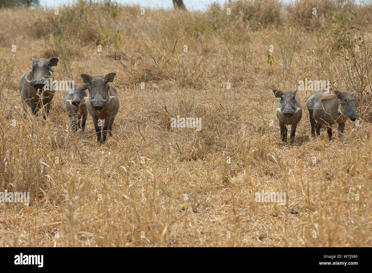 Un pack de phacochères la vigilance Banque D'Images Un pack de phacochères la vigilance Banque D'Images