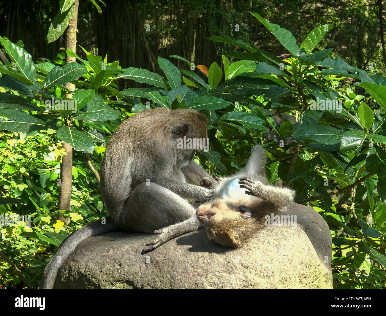 Un macaque à longue queue se trouve sur son dos comme c'est par un autre deloused à macaque forêt des singes d'ubud sur l'île de Bali en Indonésie Banque D'Images