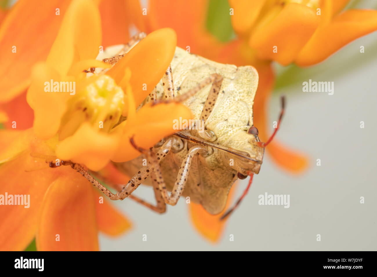 Macro photo d'une stink bug debout sur l'asclépiade orange fleurs avec un fond blanc Banque D'Images