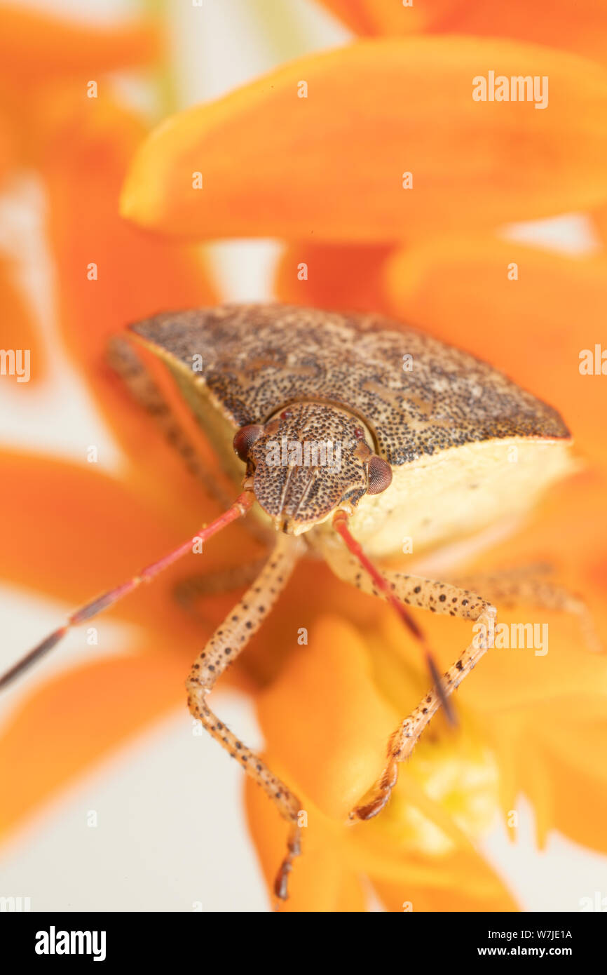 Macro photo d'une stink bug debout sur l'asclépiade orange fleurs avec un fond blanc Banque D'Images