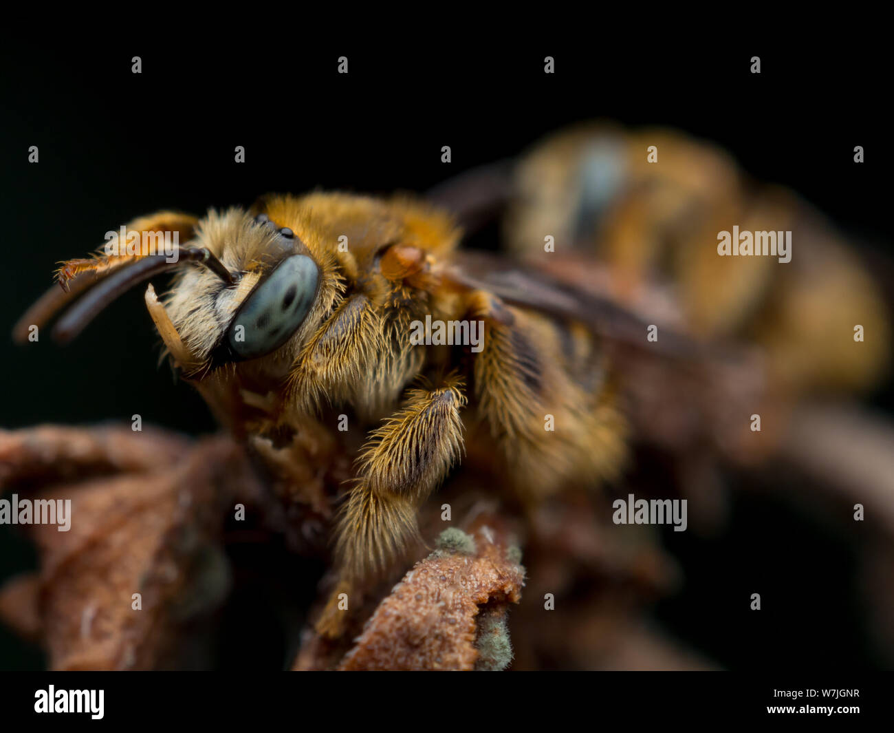Les abeilles indigènes brésiliens de l'Exomalopsis genre dormir avec mandibules attaché à un plant stalk, dans un jardin tropical Banque D'Images