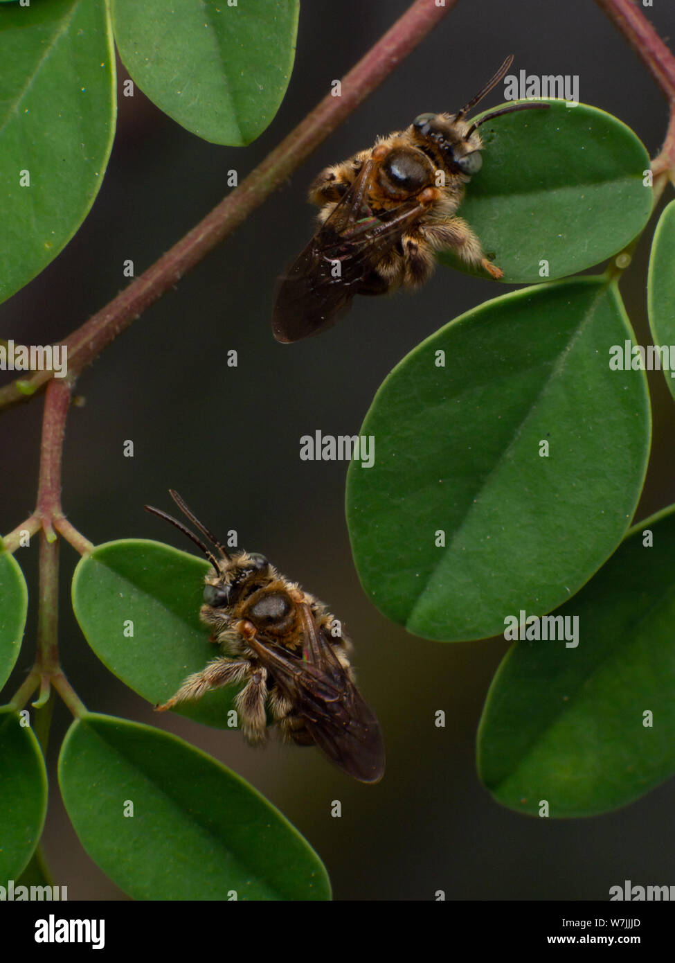 Flou et les petites abeilles sauvages (Exomalopsis) dormir avec mandibules attaché à une plante dans un jardin tropical du Brésil Banque D'Images