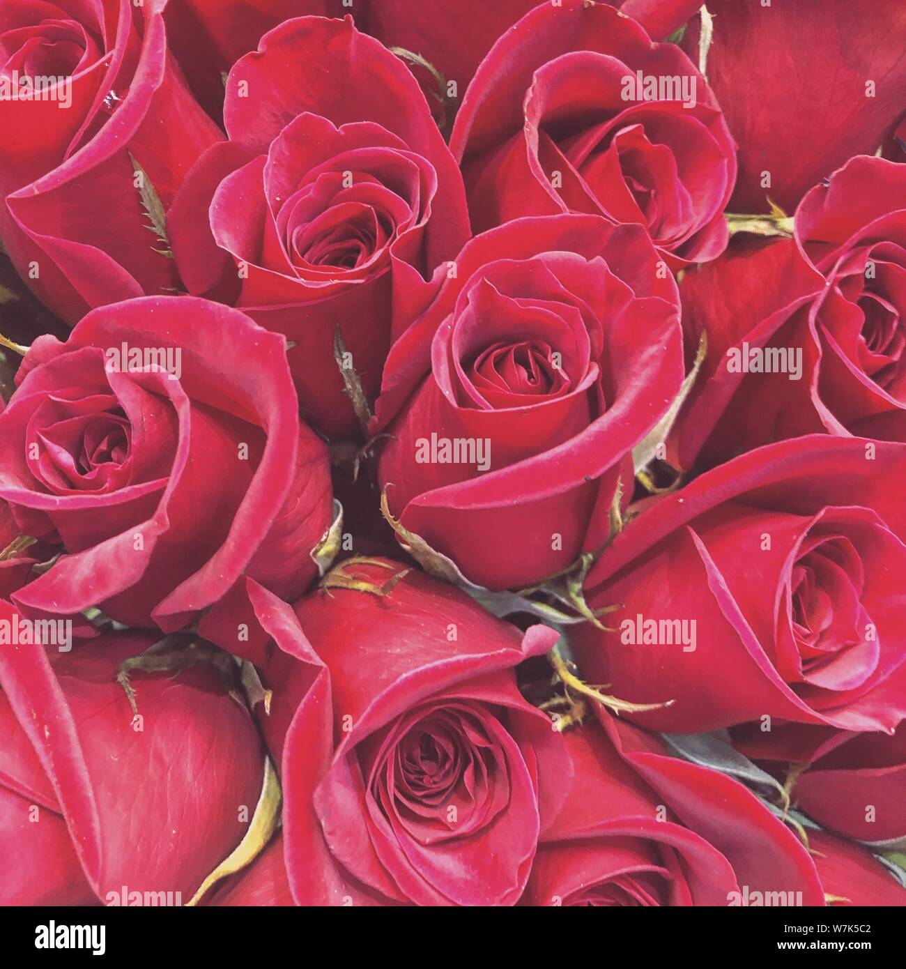 Fleurs roses rouges fond beau fond d'image de la récolte pour la conception Banque D'Images