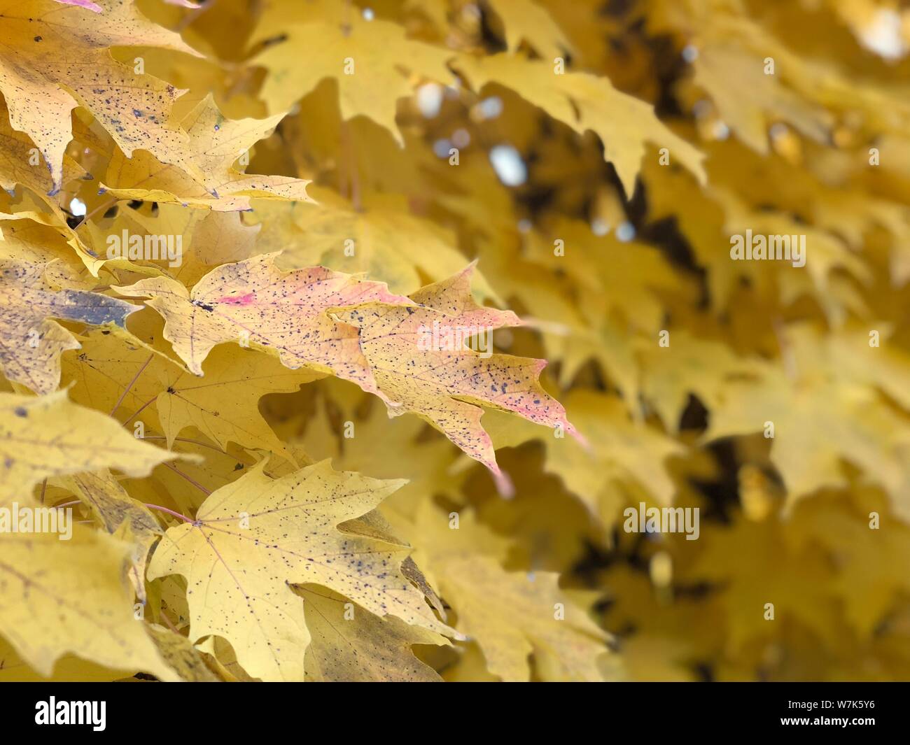 Arbre aux feuilles jaunes séance d'automne près de la récolte historique Banque D'Images