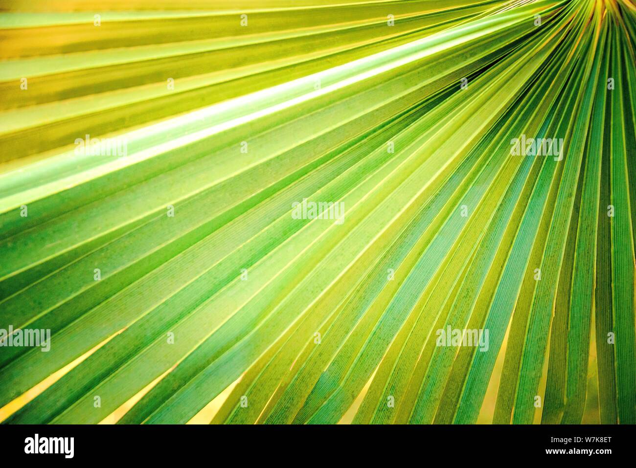 Close up of green feuille de palmier. Backgrouind résumé. Banque D'Images