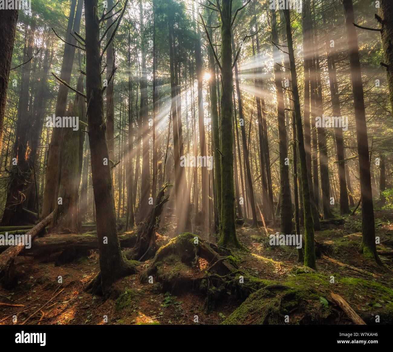 Rayons de soleil incroyables à travers des arbres dans la forêt de Green Point Campground sur Long Beach à Tofino, Colombie-Britannique, Canada. Banque D'Images