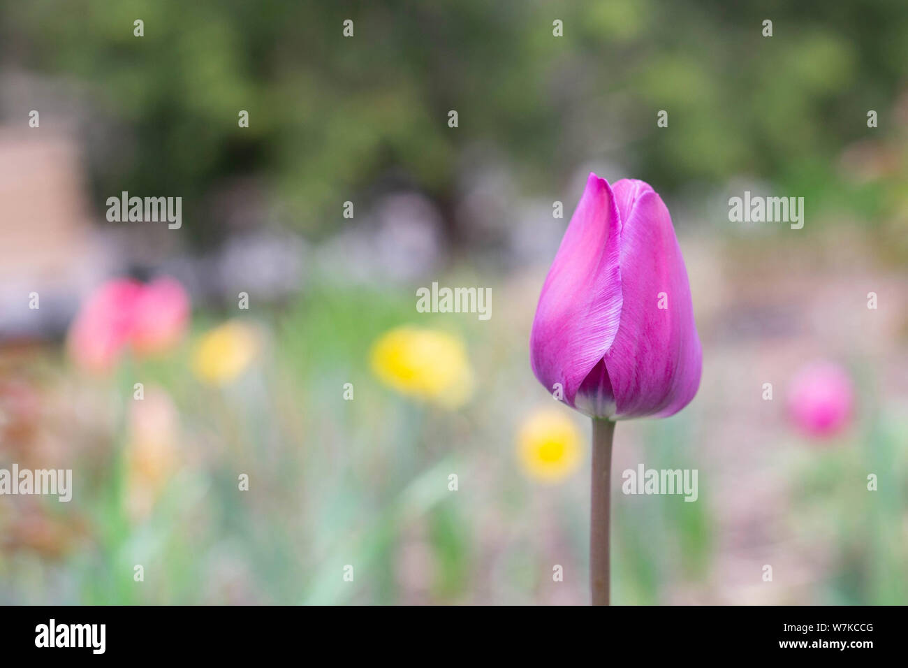 Image fleurs tulipes pour l'arrière-plan de conception de la chambre Fleur de printemps jardin floue texte lumière naturelle Banque D'Images