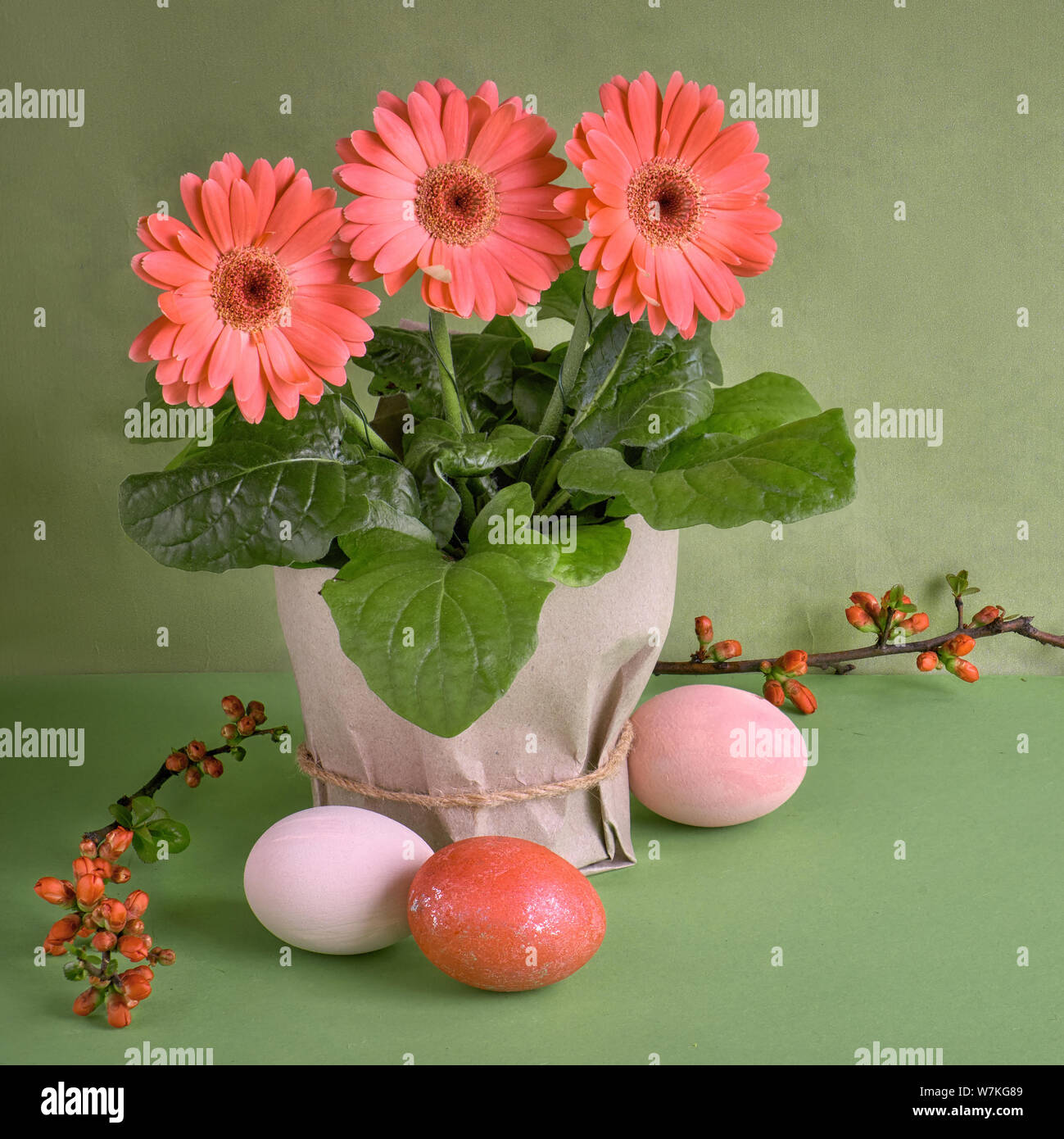 Gerbera fleurs corail daisy et les oeufs de Pâques sur fond de papier vert. Vente de printemps de l'image concept, composition carrée Banque D'Images