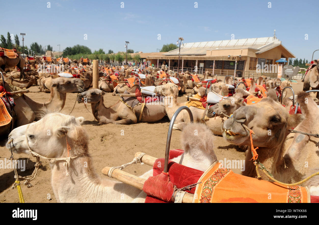 Les chameaux reste au Crescent Spring et Singing-Sand endroit pittoresque Dunes à Dunhuang, ville du nord-ouest de la Chine la province de Gansu, le 24 juillet 2017. Les touristes vis Banque D'Images
