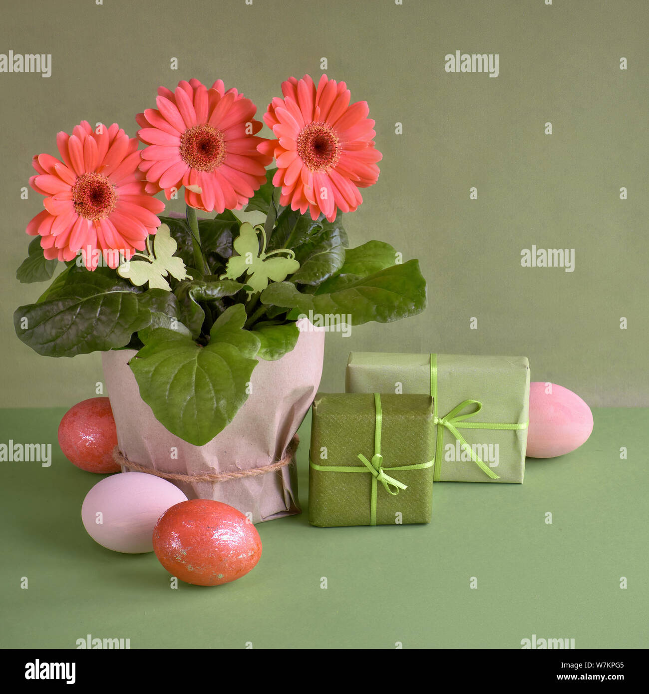 Gerbera fleurs corail daisy et les oeufs de Pâques sur fond de papier vert. Vente de printemps de l'image concept avec copie-espace, composition carrée Banque D'Images