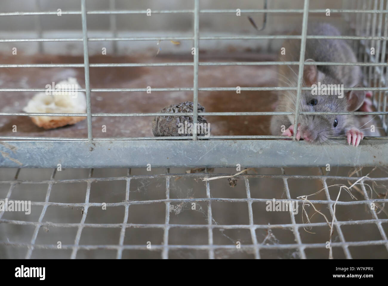 Rat gris emprisonné dans une cage en métal Banque D'Images