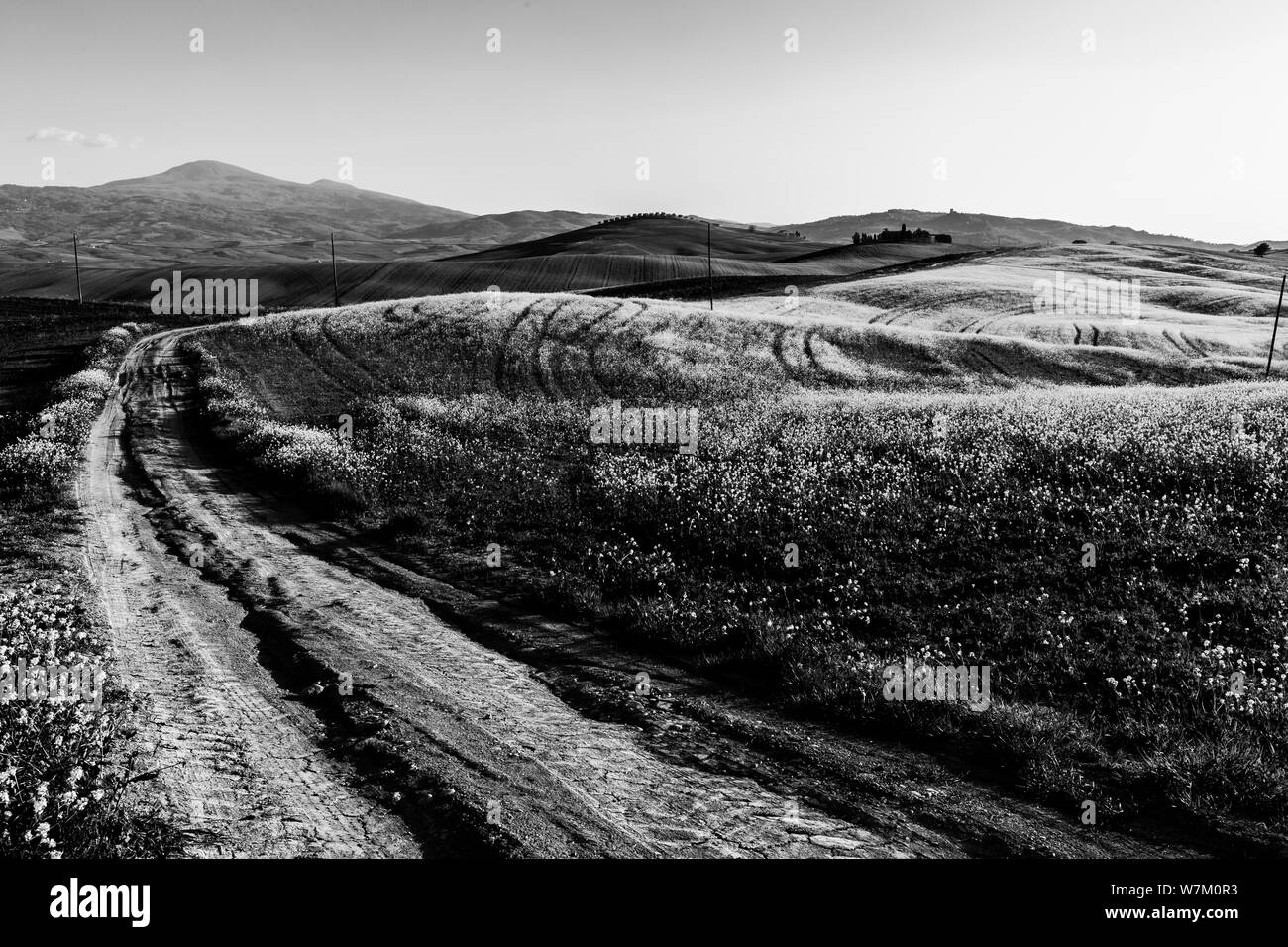 Beau paysage de la Toscane au printemps avec vague hills, une route et des fleurs sur l'avant-plan. La Toscane, Italie, Europe Banque D'Images