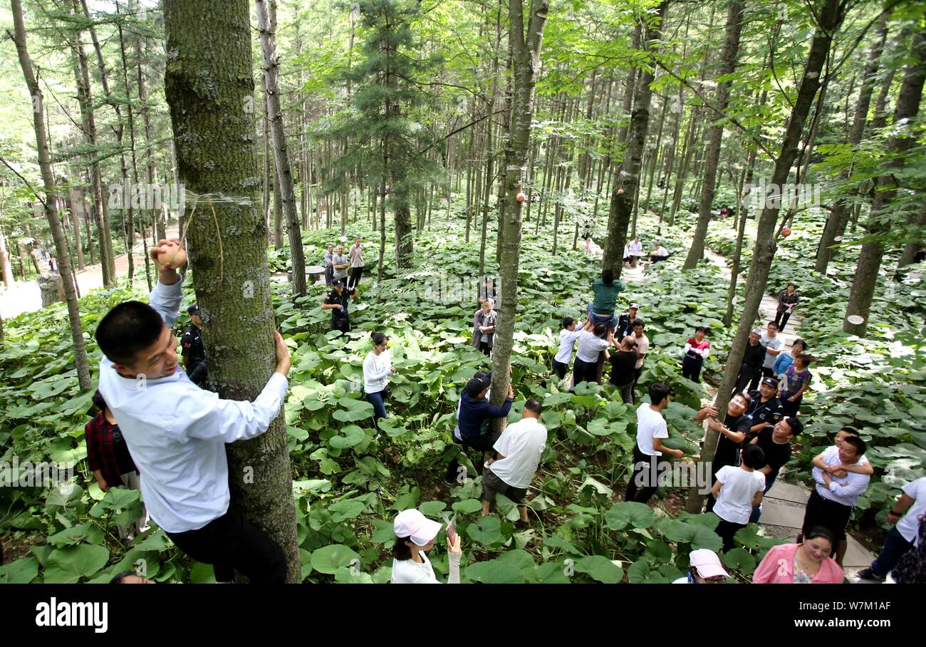 Les citoyens chinois la concurrence dans une compétition d'escalade à la montagne de Baiyun Parc national forestier de Luoyang city, province du Henan en Chine centrale, 11 au Banque D'Images