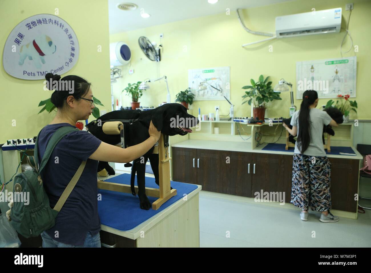 Le propriétaire d'un chien s'occupe comme il est sous traitement par les aiguilles d'acupuncture soit inséré dans le corps dans un hôpital pour animaux à Shanghai, Ch Banque D'Images