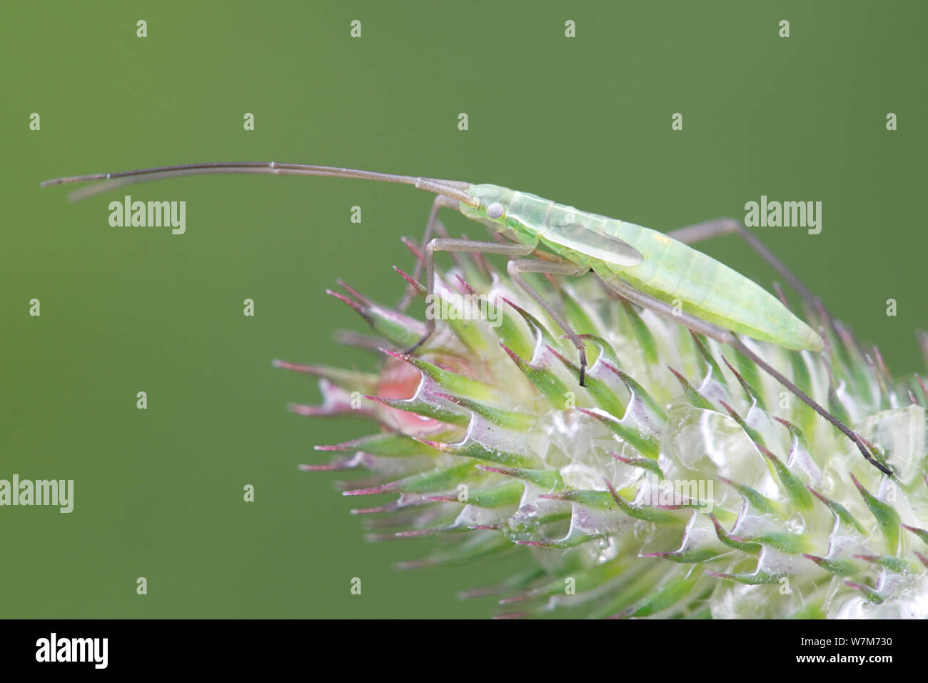 Megalocoerea recticornis, une espèce d'insectes dans la famille Miridae, percher sur Timothy-grass, Phleum pratense Banque D'Images