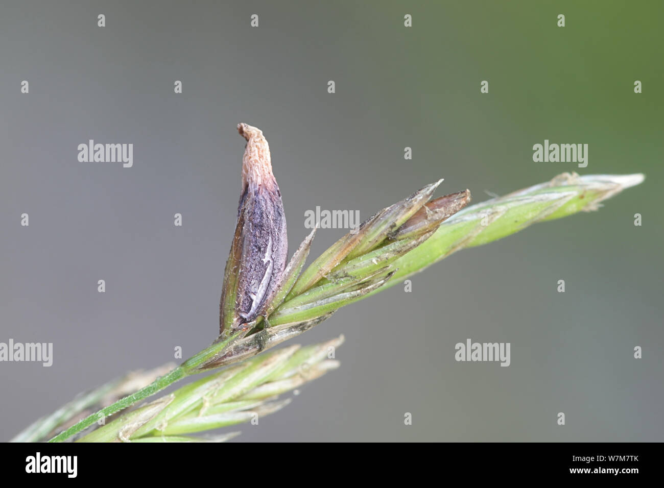 Claviceps purpurea, une infection fongique toxique dans cerels et herbes appelé le champignon de l'ergot Banque D'Images