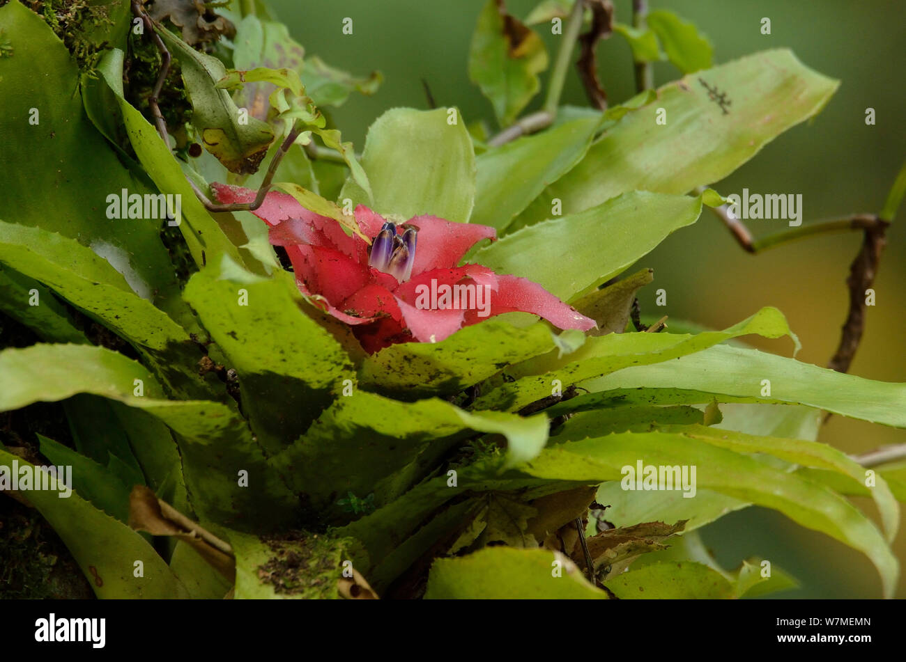 Le bromélia (Nidularium bicolor) Forêt Tropicale Atlantique du Parc National d'Itatiaia, municipalité d'Itatiaia, Rio de Janeiro, de l'État sud-est du Brésil. Banque D'Images