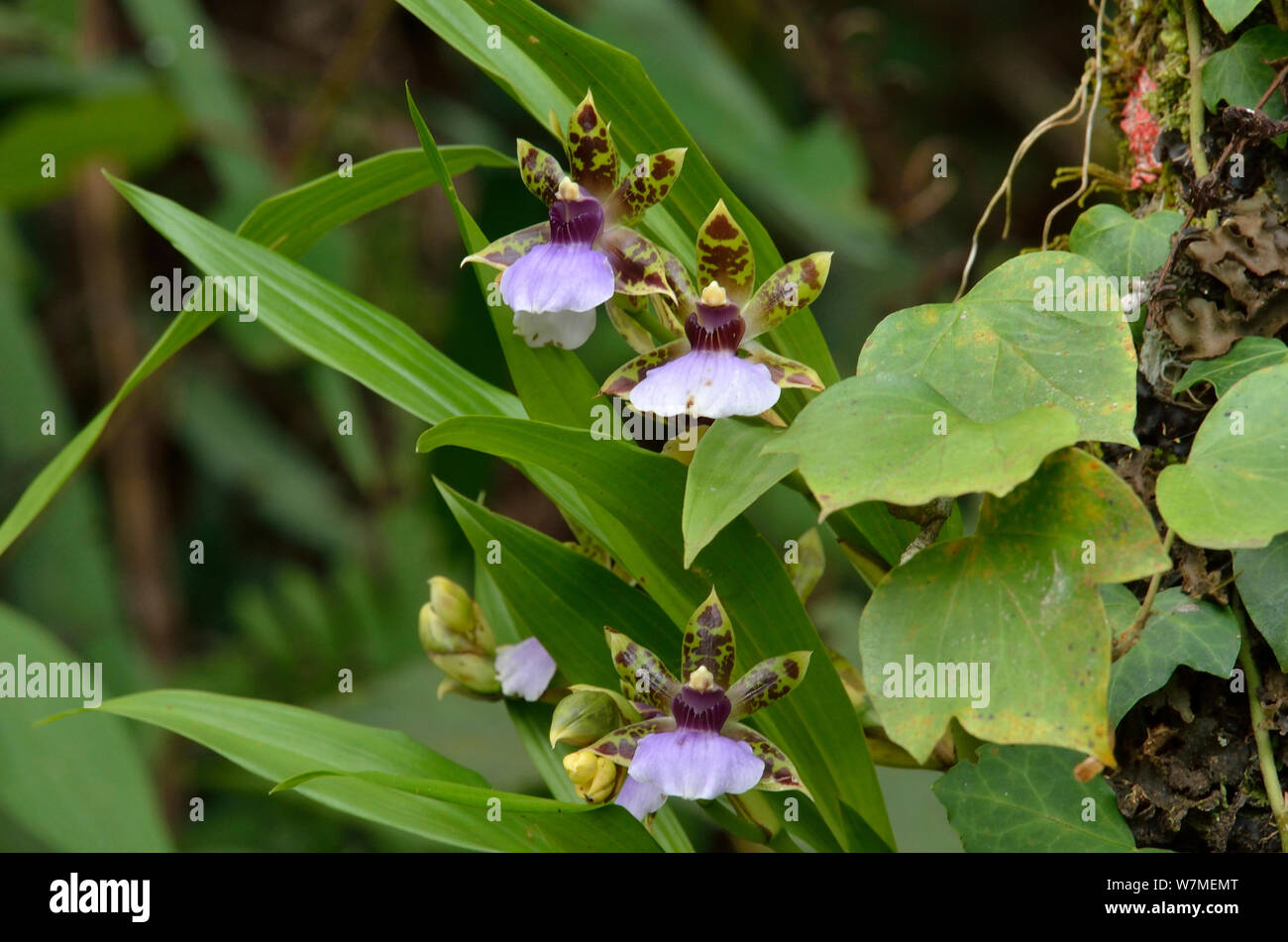 (Orchidée Zygopetalum maxillarieae) dans la Forêt Tropicale Atlantique du Parc National d'Itatiaia, municipalité d'Itatiaia, Rio de Janeiro, de l'État sud-est du Brésil. Banque D'Images