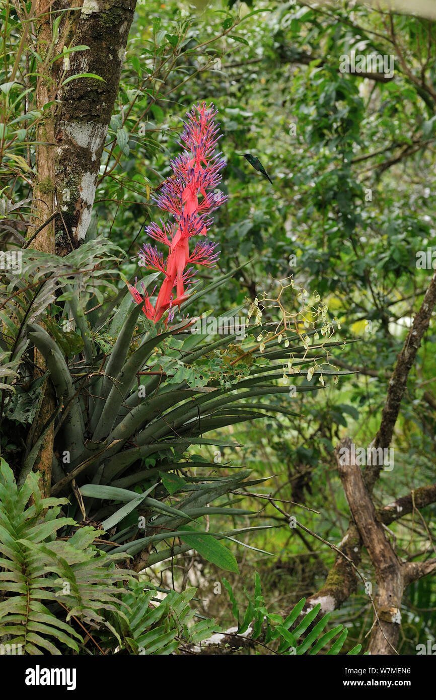 Violet-capped woodnymph (Thalurania glaucopis) mâle alimentant à fleur de broméliacées en montagne Forêt Tropicale Atlantique de Serra Bonita Patrimoine naturel Réserve privée (RPPN Serra Bonita), municipalité de Camacan, le sud de l'Etat de Bahia, l'Est du Brésil. Banque D'Images