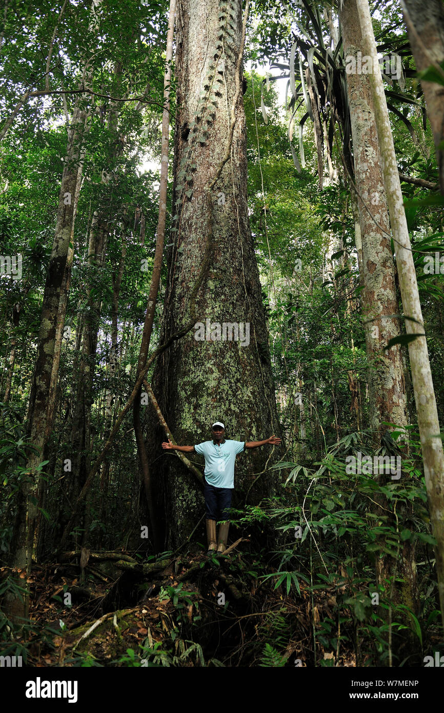 Pequizeiro-preto tree (Caryocar edulis) avec l'homme debout devant les basses terres, la Forêt Tropicale Atlantique de Veracel Esta privé naturel (RPPN) Réserve patrimoine commune de Porto Seguro, au sud de l'Etat de Bahia, l'Est du Brésil, novembre 2011. Banque D'Images