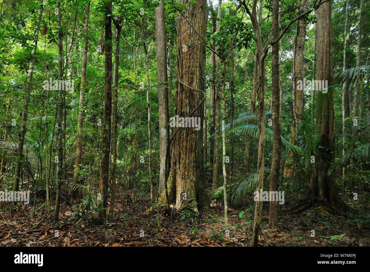 La Forêt Tropicale Atlantique plateau de Vale Parc Naturel, municipalité de Linhares, Espa-rito Santo Etat, l'Est du Brésil Janvier 2012. Banque D'Images