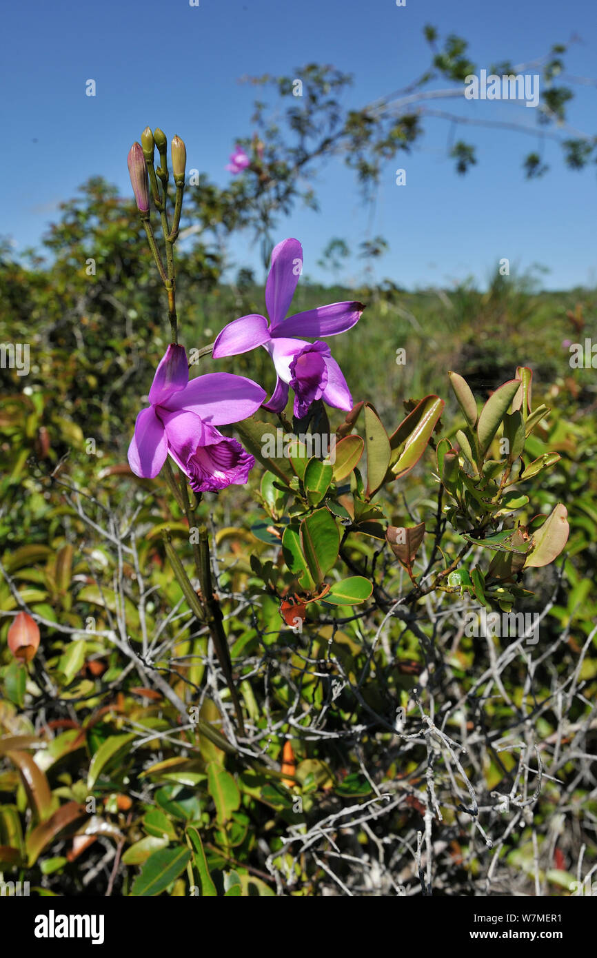 Orchid (Epistephium lucidum) close up dans l'écosystème Campo Nativo (langue maternelle) sur le terrain de la Réserve Naturelle de Vale, municipalité de Linhares, Esparito Santo State, l'Est du Brésil. Banque D'Images