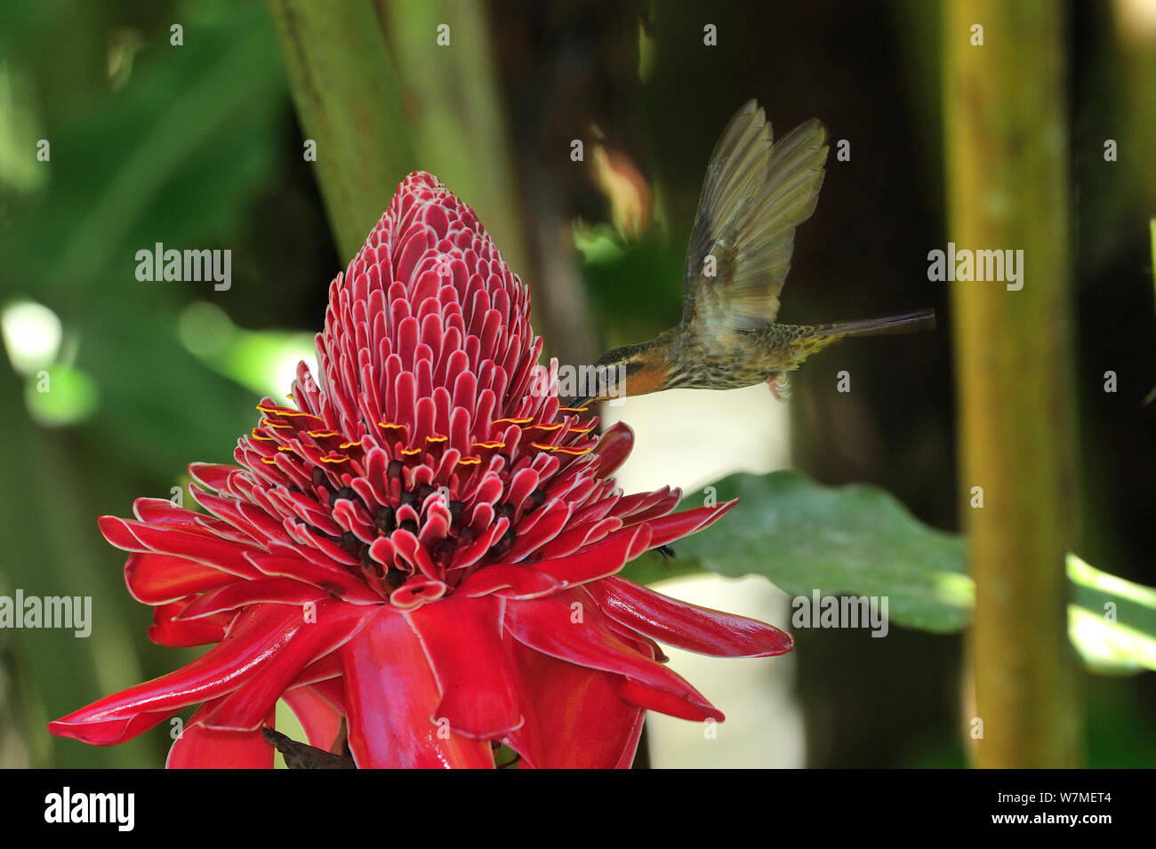 Vu-billed hummingbird (ermite Ramphodon naevius) sur porcelaine (Etlingera elatior) fleur dans la Forêt Tropicale Atlantique, municipalité de Ubatuba, littoral de l'État de Sao Paulo, Brésil. Banque D'Images