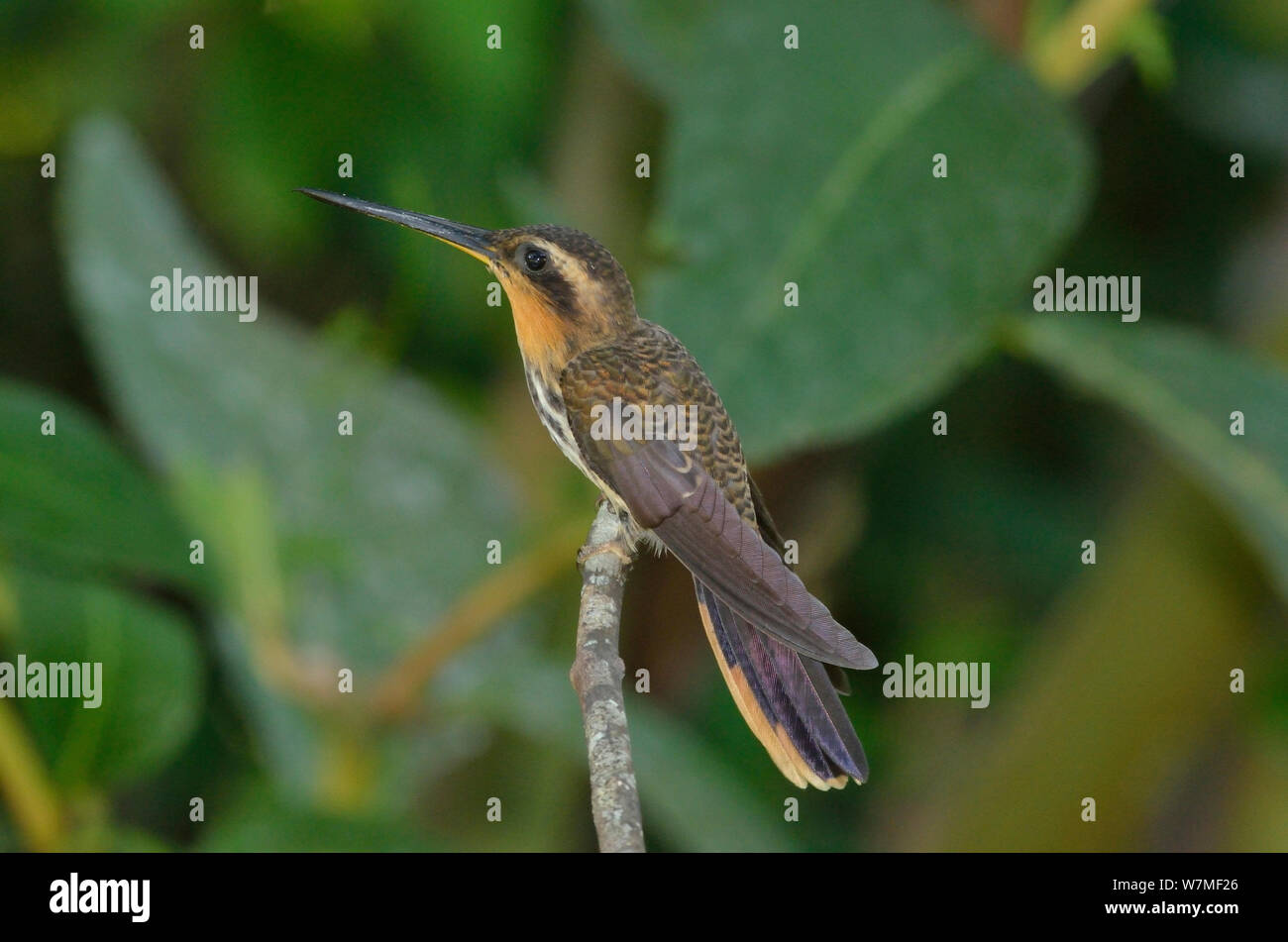 Paruline à vu (hummingbird Ramphodon naevius) perché sur branche dans la Forêt Tropicale Atlantique, municipalité de Ubatuba, littoral de l'État de Sao Paulo, Brésil. Banque D'Images