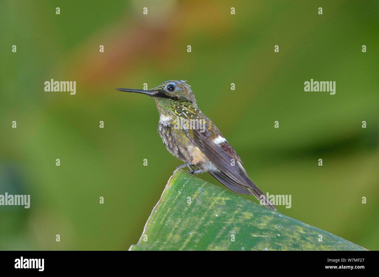 Coquette de fête (Lophornis chalybeus hummingbird) mâle perché sur feuille dans la Forêt Tropicale Atlantique, municipalité de Ubatuba, littoral de l'État de Sao Paulo, Brésil. Banque D'Images
