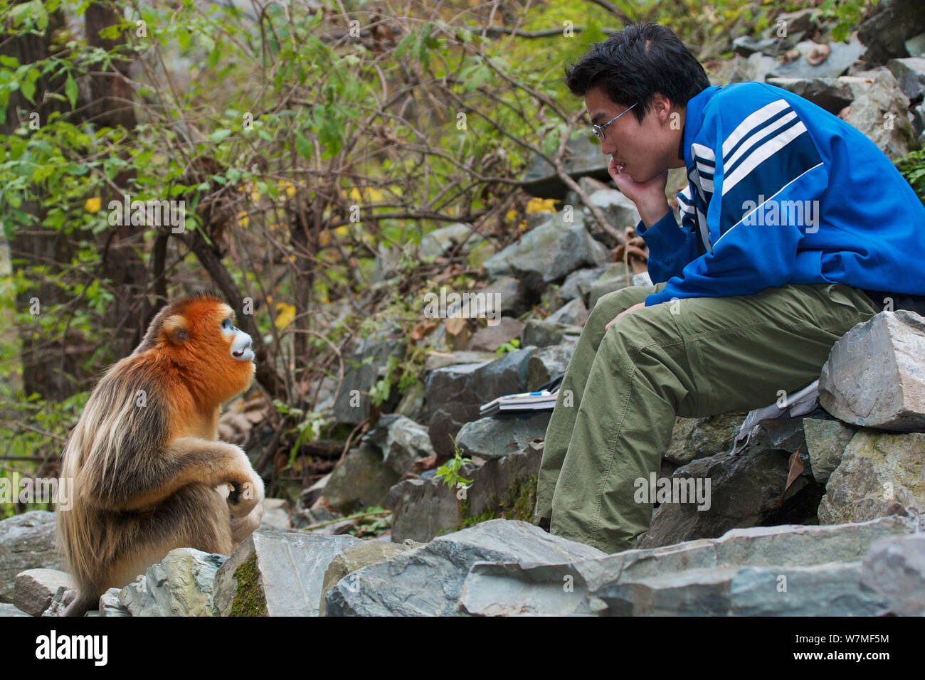 Or nez Quinling snub singe (Rhinopitecus roxellana qinlingensis) mâle adulte, regardant fixement en arrière biologiste chinois. Réserve Naturelle de Zhouzhi, montagnes Qinling, Shaanxi, Chine 2006 Banque D'Images