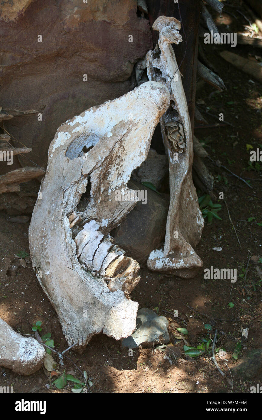 Les os de la mâchoire de bovins alignés par caler au Shakaland Zulu Cultural Village, Eshowe, Kwazulu Natal, Afrique du Sud Banque D'Images