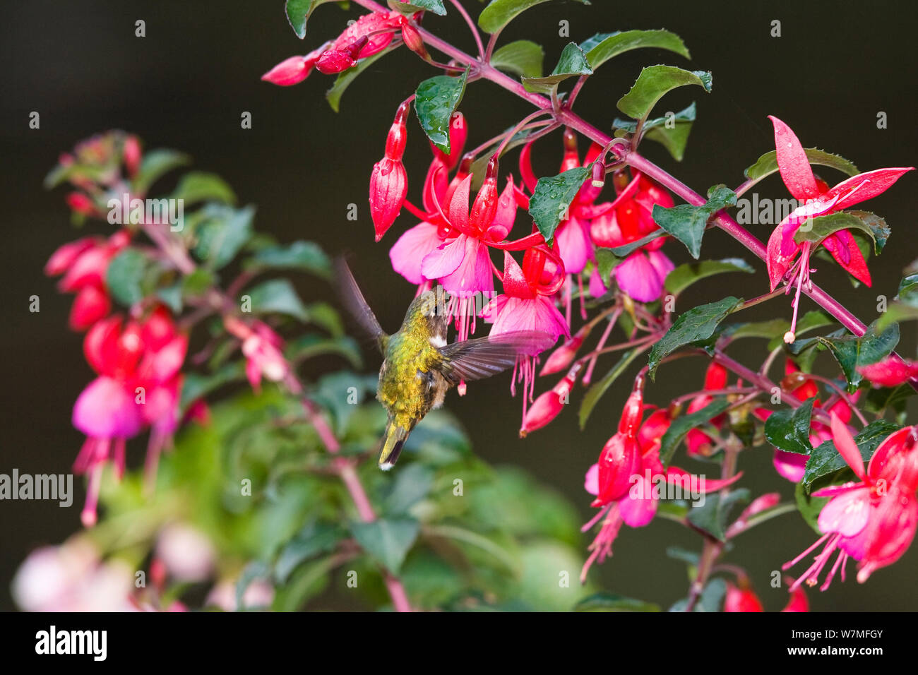 Scintillant Hummingbird (Selasphorus scintilla) femme fleur Fuchsia sur potable, Cerro de la Muerte, Costa Rica Banque D'Images