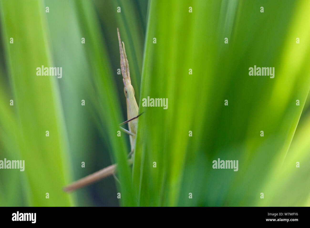 Méditerranée / cornes courtes face oblique (Acrida ungarica sauterelle) au milieu de l'herbe, Lykia, Asie, Tukey Banque D'Images