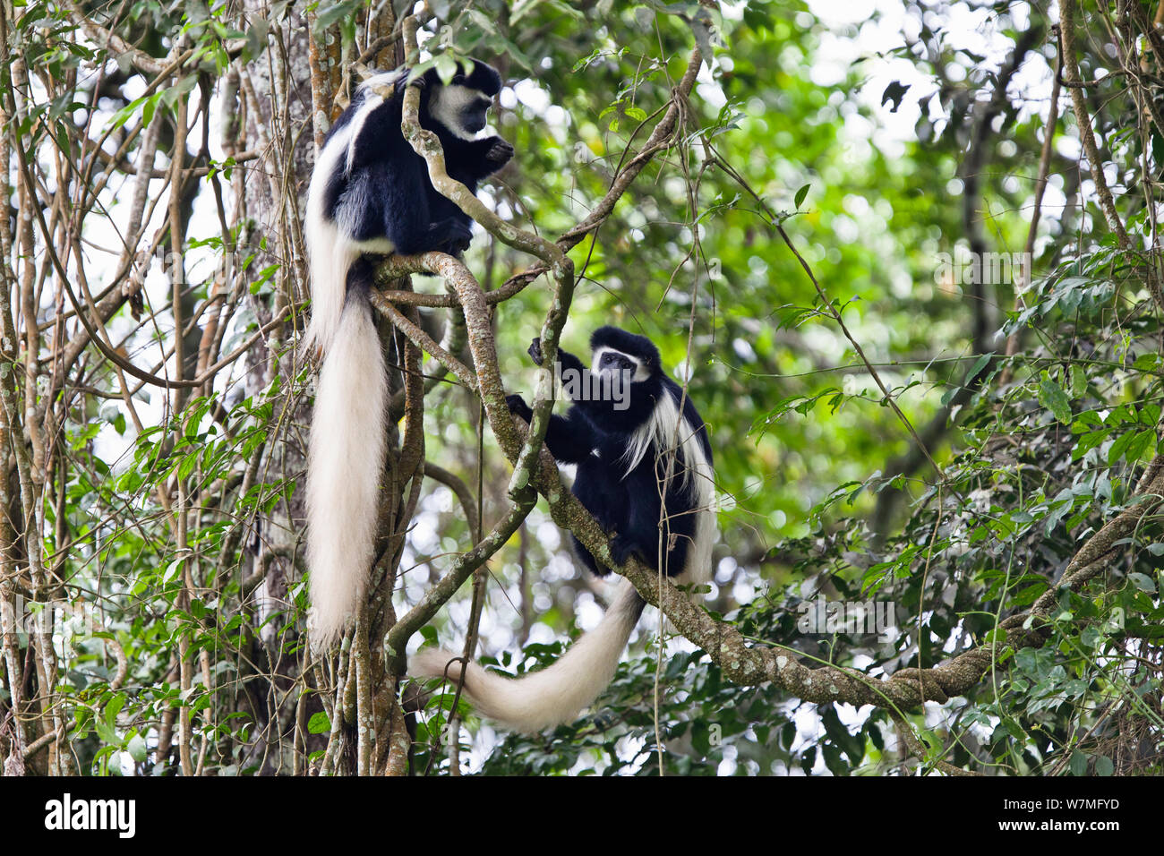 Les singes colobus noir et blanc (Colobus guereza) Parc National d'Arusha, Tanzanie, Afrique de l'Est Banque D'Images