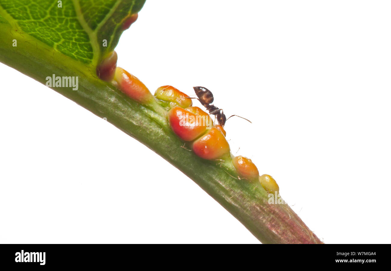 Iridomyrmex purpureus viande (ant) la récolte de nectar de nectaires floraux non sur un cerisier, Wimmera, Victoria, Australie, février. meetyourneighbors.net project Banque D'Images