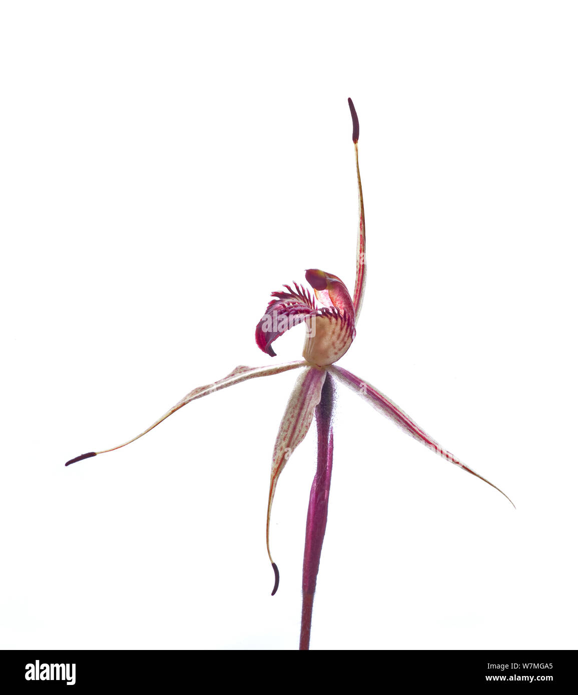 Mccann orchidée araignée (Caladenia sp aff. reticulata)trois valets, Wimmera, Victoria, Australie, septembre. meetyourneighbors.net project Banque D'Images
